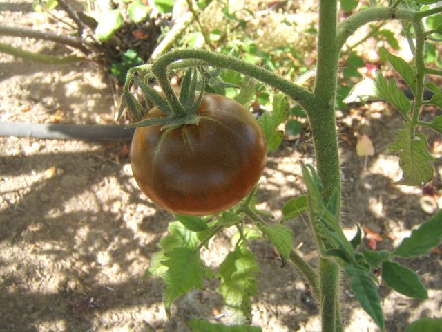 a arte de guardar sementes, Tomate russo cultivado a partir de sementes nativas Coloque as sementes em uma jarra de gua at que assentem no fundo e a polpa suba para o topo Seque em uma peneira e guarde
