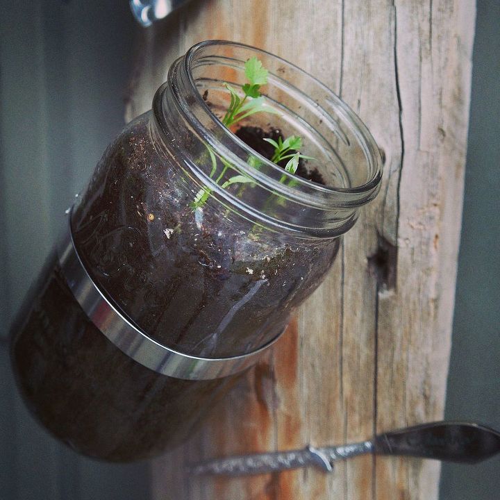 mason jar herb garden, crafts, gardening, mason jars, repurposing upcycling, Mason jar with cilantro growing Tilt jar to get the most sun Hose clamps secure the jars to the barn wood