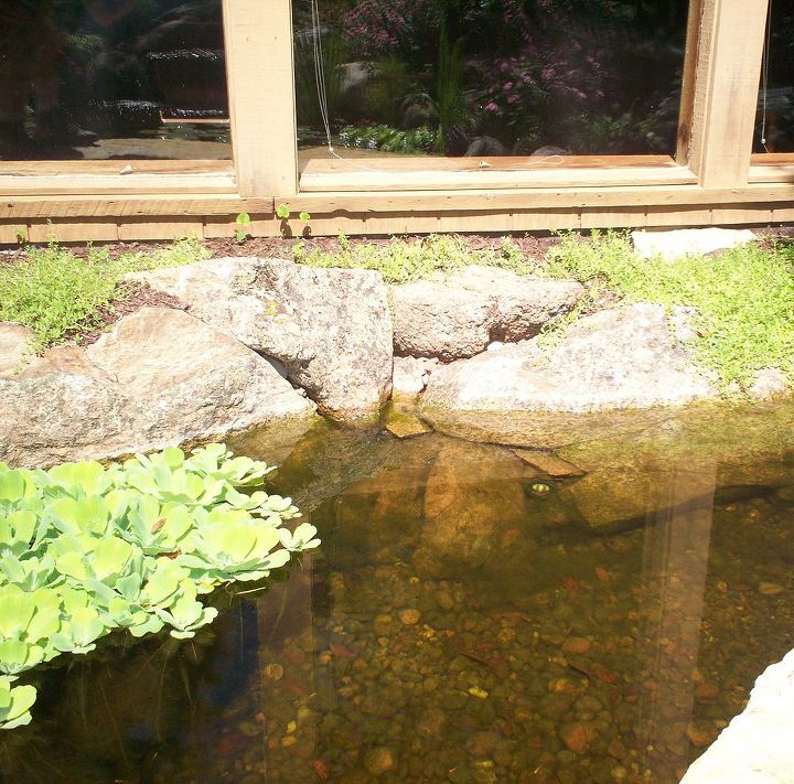 voc no gostaria de ser um peixe s vezes talvez apenas por um dia, Site da Ponds Inc de Illinois Facebook Hometalk Pinterest pondsinc Twitter Flickr Certified Aquascaping Contractor CAC em sua rea php