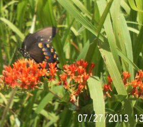 just some of the flowers in our yard, flowers, gardening, Butterfly Weed