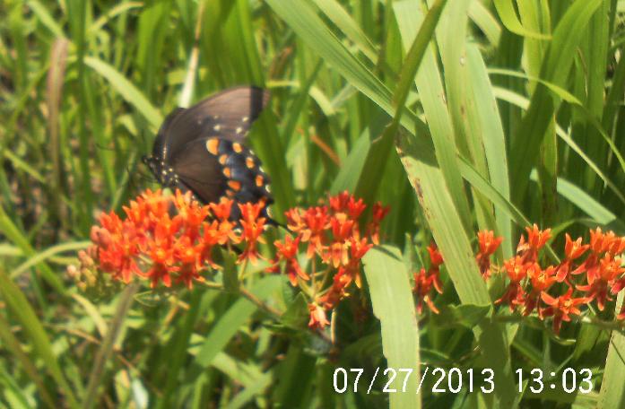 just some of the flowers in our yard, flowers, gardening, Butterfly Weed