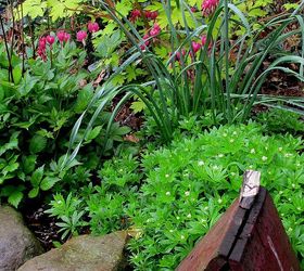 the merry merry month of may, flowers, gardening, hydrangea, spring flower bed with narcissus Poet dicentra astilbe and sweet woodruff