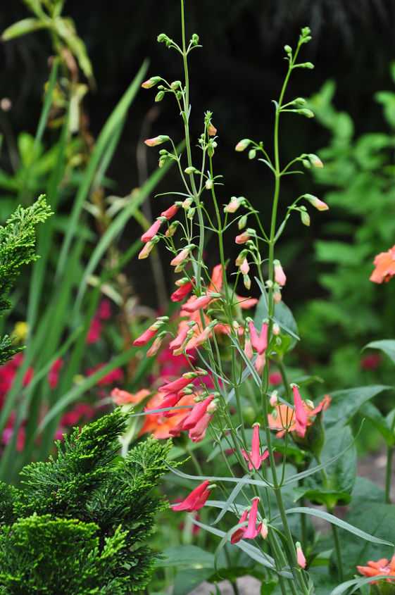 this is one garden you should see, flowers, gardening, Penstemon barbatus Coccineus