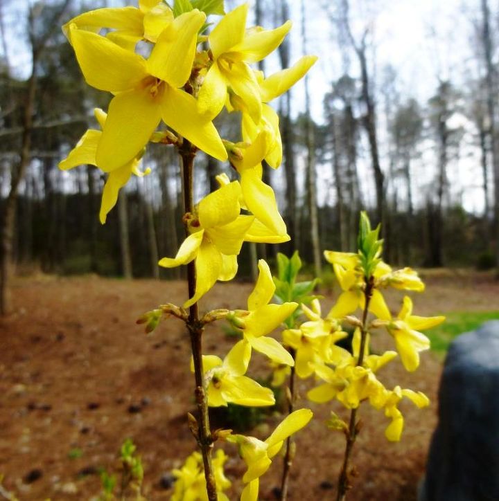 photo update, curb appeal, flowers, gardening, Forsythia Kumson this variety is variegated when it leafs out