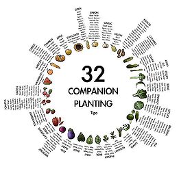 Companion plants to compliment each other in your vegetable garden ...