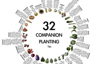 Companion plants to compliment each other in your vegetable garden.