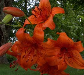 tiger lily, flowers, gardening, Bright orange tiger lily in my yard If you look closely in the background on the left you can see a small trash tree we have growing out of our maple tree