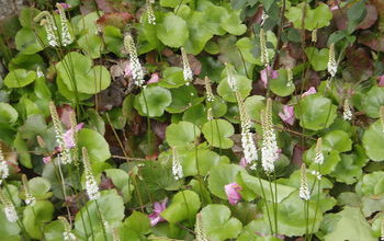 Looking for a wildflower, shade lover and perennial, try Galax aphylla, blooming now in the NC mountains.