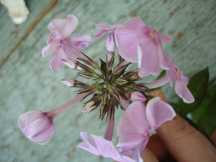 need help identifying a flower, flowers, gardening, A close up Added now that it has bloomed