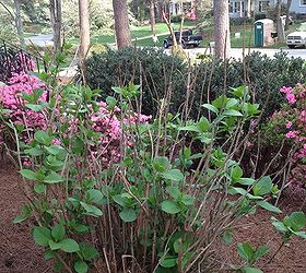 pruning hydrangeas and encouraging growth around the bottom of my shrubbery, am I supposed to trim back some of these twigs