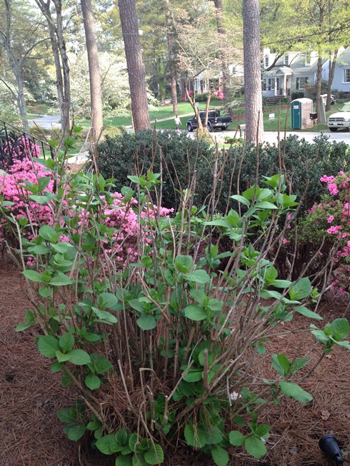 q pruning hydrangeas and encouraging growth around the bottom of my shrubbery, flowers, gardening, hydrangea, landscape, am I supposed to trim back some of these twigs