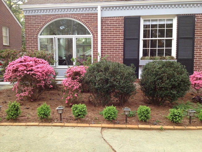 pruning hydrangeas and encouraging growth around the bottom of my shrubbery, how do i get the bushes to fill in around the bottom