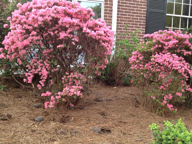 q pruning hydrangeas and encouraging growth around the bottom of my shrubbery, flowers, gardening, hydrangea, landscape, how do i get the bushes to fill in around the bottom