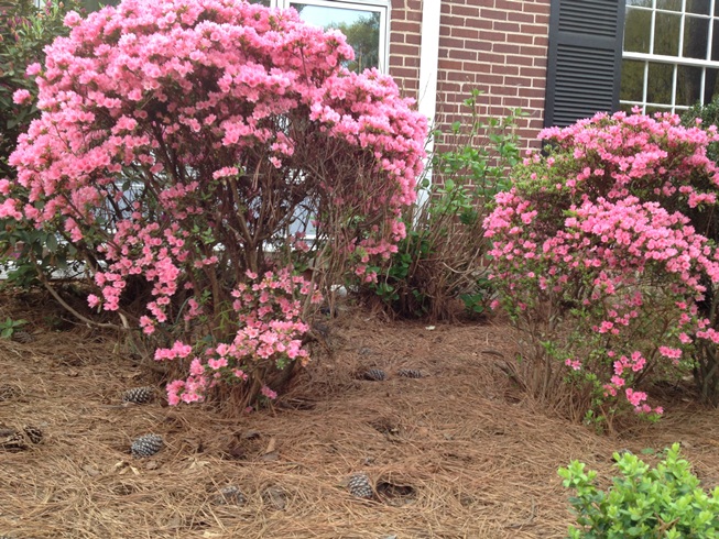 pruning hydrangeas and encouraging growth around the bottom of my shrubbery, how do i get the bushes to fill in around the bottom