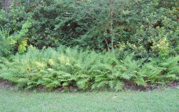 Ferns just starting growing ...
