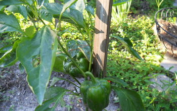 bell peppers, something has been eating them and it isnt Me...