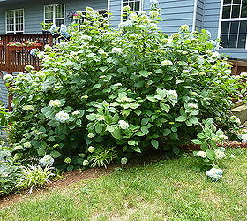 my giant hydrangea bush is popping, flowers, gardening, hydrangea, front view of hydrangea bush