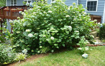 Mi arbusto gigante de hortensias está floreciendo!!