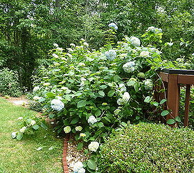 my giant hydrangea bush is popping, flowers, gardening, hydrangea, side view of hydrangea bush