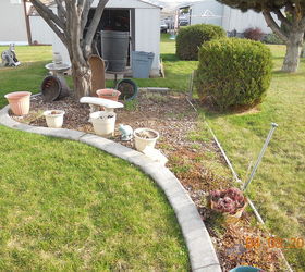 q help with my little garden, flowers, gardening, I just dont know whether to keep this or tear out the cement curb and put sod in I get overwhelmed with grass growing in Weeds i can handle grass is everywhere Krauter plum in background