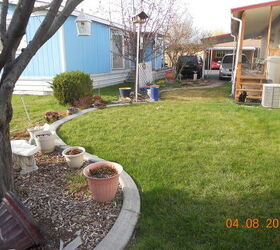 q help with my little garden, flowers, gardening, From the plum tree looking toward our house blue is neighbors bahhumbug