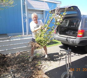 q posting my little garden help new thread, gardening, haha taking out the man tree snicker