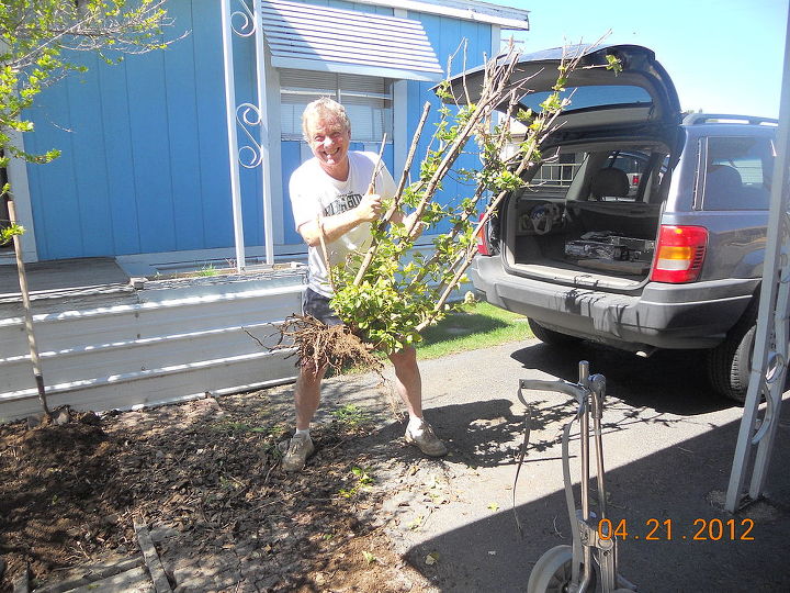 q posting my little garden help new thread, gardening, haha taking out the man tree snicker