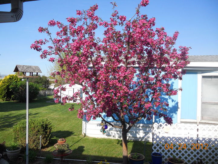 q posting my little garden help new thread, gardening, Poor crabapple just beginning to bloom this is just BEFORE the thunderstorm that took about half of the blossoms off and the rest are looking so sad I wonder if premature blossom removal will hinder the crabapples growing The robins love them in the spring after winter is over That s all