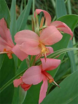 aquatic plants that attract butterflies, flowers, gardening, hibiscus, Canna Erebus Flowers that attract butterflies Photo courtesy of Enery Water Gardens Arvada CO