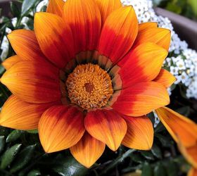 orange color flowers, flowers, gardening, Gazania