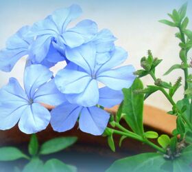 flowers in my garden which are native to our region, flowers, gardening, hibiscus, Plumbago