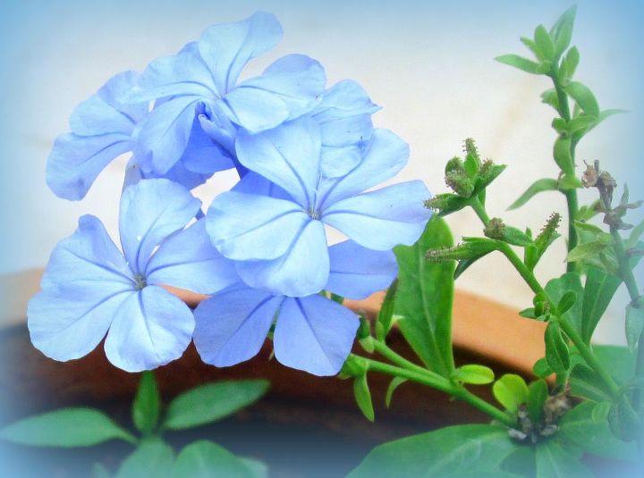 flowers in my garden which are native to our region, flowers, gardening, hibiscus, Plumbago