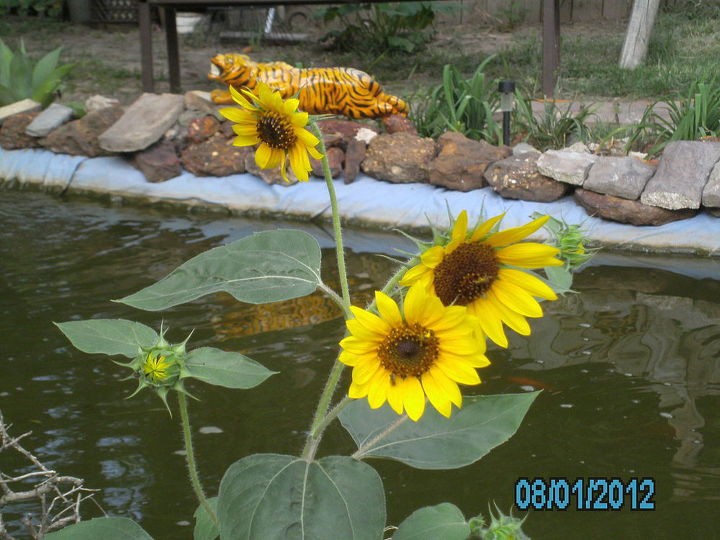 my photos are about flowers, flowers, gardening, these are sunflowers Is this common for so many to b on one