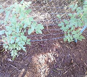 you can take cuttings of tomato plants to make more plants, flowers, gardening, perennials