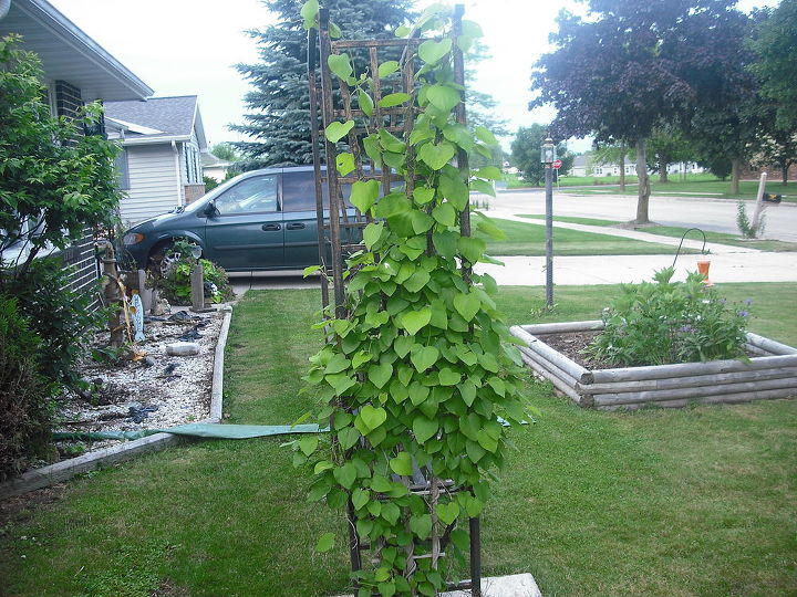 sharing my roses and flowers with garden 2, flowers, gardening, outdoor living, Vine growing up seated arbor nice in front of house the flowers on it are shaped like a saxaphone really more like pods cannot think of the name of it darn