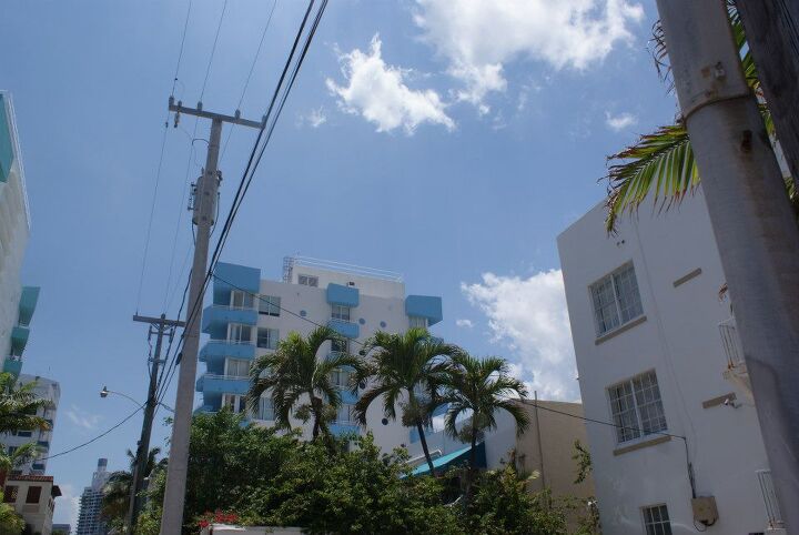 new pictures, gardening, Adonidia Palms in Miami Beach