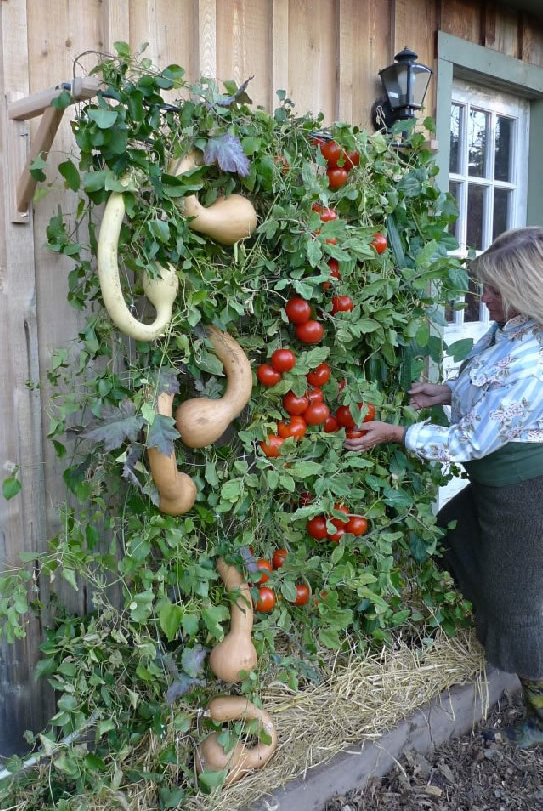 what do you know about vertical gardening, flowers, gardening, You can practically grow your dinner vertically