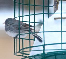 the loss of a visiting bird borrowed time, gardening, pets animals, Dark eyed junco at a feeder in my garden a few days ago Image featured on TLLG s FB Page