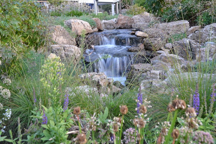 great plant color combinations at ball seed gardens in west chicago illinois and, gardening, ponds water features, Ecosystem stream by Shedd Aquarium at sunset