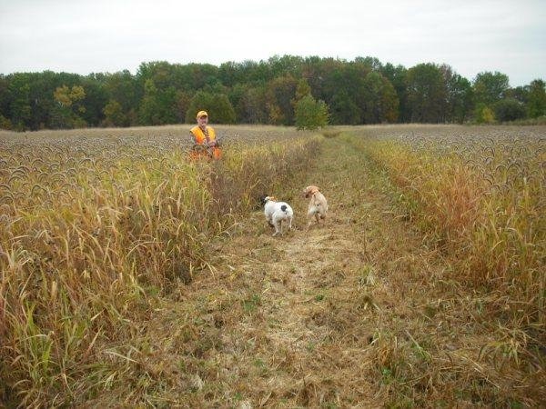 hunting pheasants with my scott and pups, outdoor living, Scott and girls in field funny we take both dogs short hair flushes the birds and lab retrieves them so cute to c