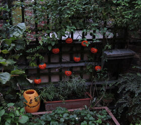 halloween in my urban garden jack o lanterns are birdwatchers, container gardening, flowers, gardening, halloween decorations, outdoor living, pets animals, seasonal holiday decor, succulents, urban living, HALLOWEEN 2010 Image with a story was featured in a 2011 post on TLLG s Blogger Pages
