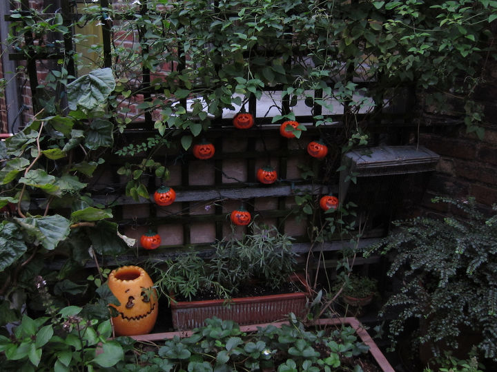 halloween in my urban garden jack o lanterns are birdwatchers, container gardening, flowers, gardening, halloween decorations, outdoor living, pets animals, seasonal holiday decor, succulents, urban living, HALLOWEEN 2010 Image with a story was featured in a 2011 post on TLLG s Blogger Pages