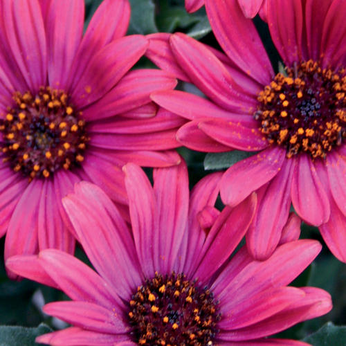 new 2013 annuals from the pw website, flowers, gardening, LOVE