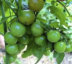 guide to growing tomatoes, gardening, Even regular watering of about 2 per week bi weekly top dressing with compost and 6 hours of sunlight will ensure a harvest of juicy plump tomatoes like these cherry tomato variety