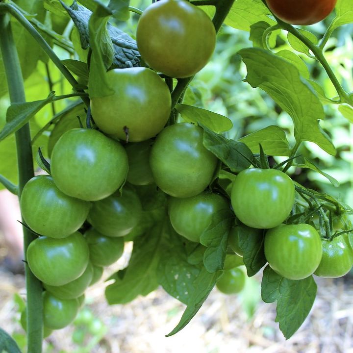 guia de cultivo de tomate, Uma irriga o regular de cerca de 5 cm por semana uma fertiliza o quinzenal e 6 horas de luz solar garantir o uma colheita de tomates suculentos e roli os como esta variedade de tomate cereja