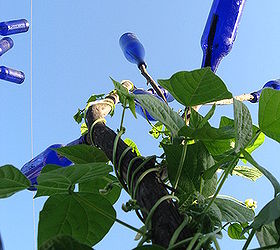 another bottle tree idea, gardening, repurposing upcycling, Beans are just starting to climb