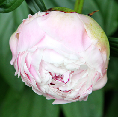 it s a peony parade, gardening, Sarah Bernhardt peony delicate light pink blooms