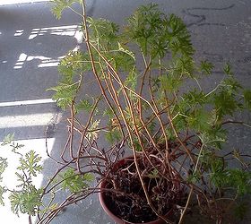 how to make a new plant little baby geraniums, gardening, overgrown scented geranium