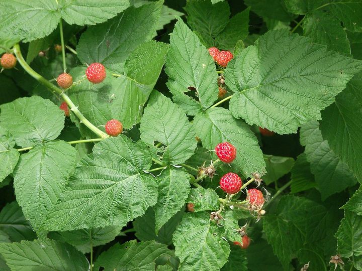 our raspberries are in abundance this year, gardening