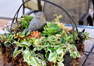 outdoor succulent patio table centerpiece, flowers, gardening, home decor, succulents, Outdoor patio table centerpiece with succulents clippings from other succulents from the yard